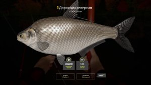 Русская Рыбалка 4 Трофей (Доросома северная) оз. Лосиное