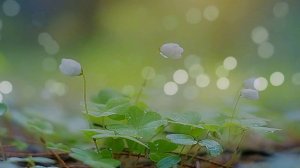 ХОРОШИ ВЕСНОЙ В САДУ ЦВЕТОЧКИ