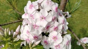 Флокс 'Граф Цеппелин', (Graf Zeppelin) 1918 года селекции V.Pfitzer в нашем саду 2025.