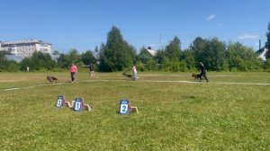 МОЛОДЫЕ СУКИ / КЧК КОТЛАС 26 июля`25 А.Буйнова Моно немецких овчарок