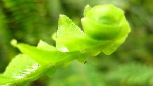 №118. Загубила деток. Экстренная пересадка.