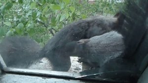 в мире животных