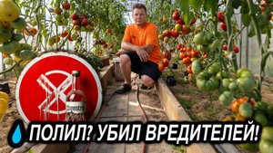 ХИМИЯ ПОД ЗАПРЕТОМ? Как Я УНИЧТОЖАЮ почвенных вредителей ГРИБАМИ. Реальный опыт!