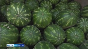 Рейд по торговым точкам бахчевых культур провели сотрудники Роспотребнадзора Ингушетии