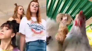 курицы #shorts