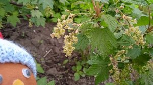 № 13. Колобок Игорь в весеннем саду.