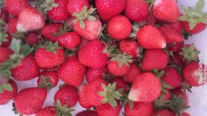 СП А лето цвета...3//Отчёт 5//Начала изделие из ленточного хлопка