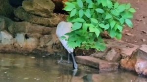 Голенастые