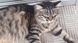 Котики очень милые по пути прогулки 👍🤗😻#котики #кот #топ