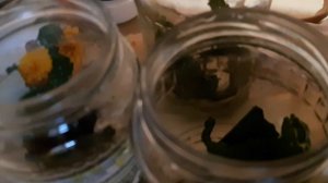 Заготовки на зиму 12 часть огурцы