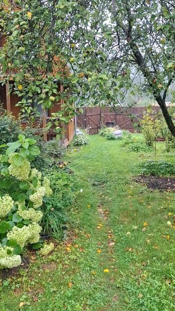 Подмосковные тропики... Дождь льёт как ни в себя. А как с погодой у вас?