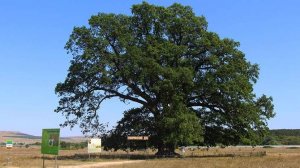 Крымский дуб вошел в тройку лучших деревьев года