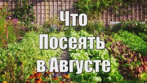 Что Еще не Поздно Посеять в Августе и Получить Второй Урожай