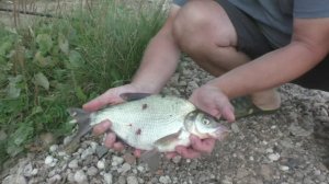 Ловля леща на фидер в августе . Они говорили, что здесь нет рыбы.