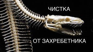 ЧИСТКА ОТ ЗАХРЕБЕТНИКА 04-08-2025
