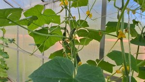 1 ч. + 27 на улице. Суббота. Дача. Зашёл в парники. Деревня. Кузнечики стрекочат.