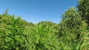 Разминулся с лосихой и еë лосятами! Интересна встреча по дороге.