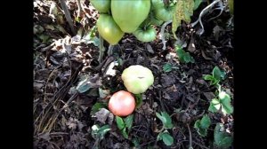 Помидоры РОЗОВЫЙ МЕД