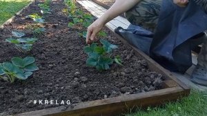🍓🍓🍓🍓Как сделать новую грядку с клубникой