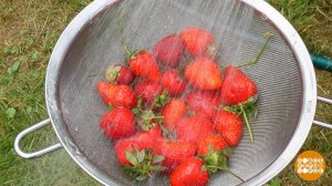 Переели клубники? Мята поможет! Доброе утро. Фрагмент выпуска от 04.08.2025