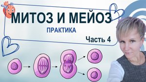 Митоз. Мейоз. Практика. Подготовка к ЕГЭ по биологии