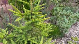 Большой обзор хвойных 🌲Ели,сосны,туи,можжевельник,лиственница 🌲🤩