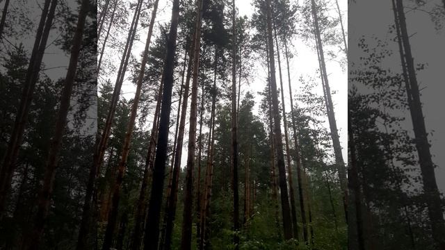 заряжайтесь лесной энергией