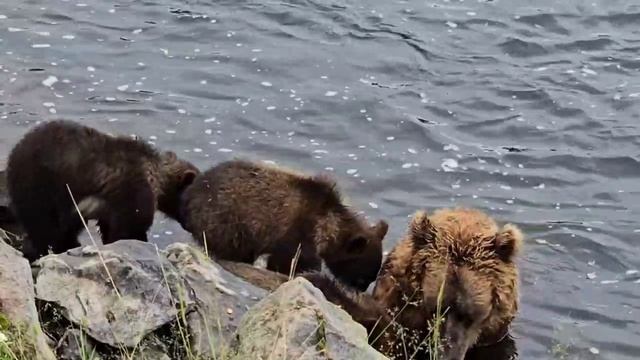 Медведица с медвежатами. Камчатка смотреть онлайн