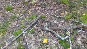 СОБИРАЕМ ГРИБЫ