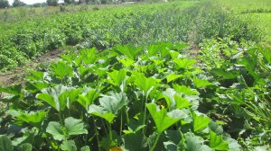 Огород в конце июля