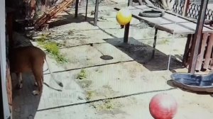 Как "замученного голодом" Шерхана, папа Саша уговаривает покушать.Онлайн - моменты 2- 3 августа.