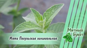 Мята Посульская линалоольная