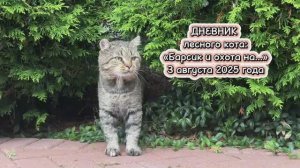 Дневник лесного кота: «Барсик и охота на…» - 3 августа