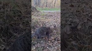 Прогулка кота Феликса по лесу. Бугринская роща.  г. Новосибирск.