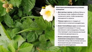 Все о лилейниках! Цветок одного дня! А вы знаете?