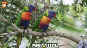 Мир птиц – красота и грация пернатых созданий Природы 🦩🦚🦜 Выпуск (362) 🦉🐦🐤