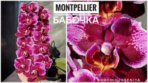 Phal. Montpellier butterfly 🌸 Домашнее цветение ароматной орхидеи бабочки Монпелье | Обзор