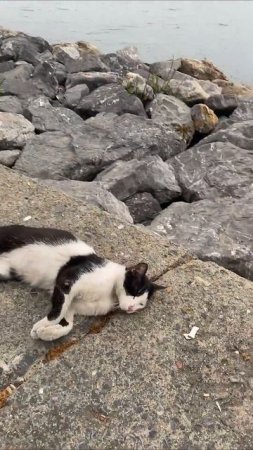 А ты любишь кошек ?😃🐈⬛🐈 #развлечения #кошки #коты