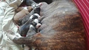 День рождения Tcenniy Prize Empress -7 лет! Первые дни .