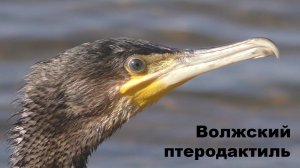 Волжский птеродактиль