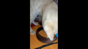 котейка властелин конфет