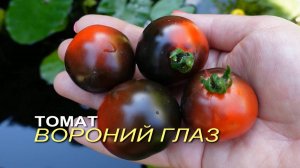 Томат ВОРОНИЙ ГЛАЗ. Обзор сортов ТОМАТОВ!