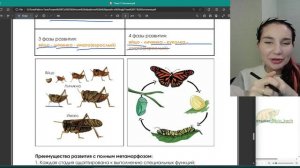 Постэмбриональный период . Прямое развитие, непрямое, метаморфоз