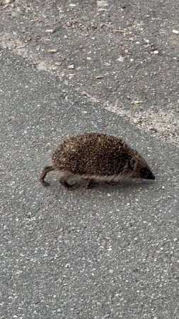 Случайная встреча с ёжиком🦔