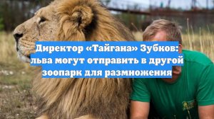 Директор «Тайгана» Зубков: льва могут отправить в другой зоопарк для размножения