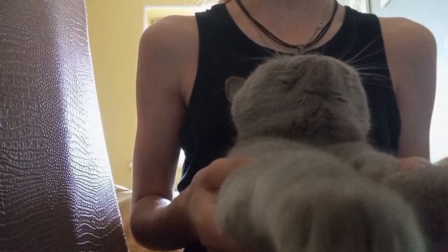 Произведения "Ночная луна"/Миссис Дымка🎹 ни одна кошка при съёмке не пострадала и потом отдыхала смотреть онлайн