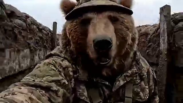 приключения мишки на СВО