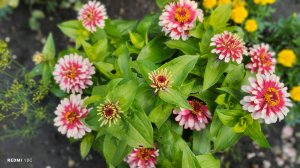 Цветение цинии Сизл Кремовая вишня у нас в саду