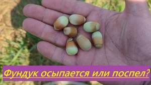 Фундук Тамбовский ранний начал сыпаться (03.08.2025) в средней полосе (Татарстан)