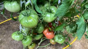 Дневник моих огородных дел. 29 июля 2025 года